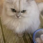 Shu Qi Instagram - 我絕對不會給你吃雞肉的🧐🧐🧐