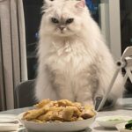 Shu Qi Instagram - 這是我的 瞪我也不能吃🤷‍♀️