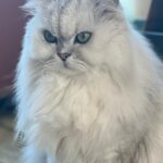 Shu Qi Instagram - 氣到頭疼 ⋯⋯心情不好 就去看讓自己開心的事情 ～