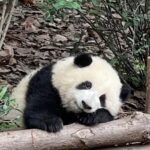 Shu Qi Instagram - 氣到頭疼 ⋯⋯心情不好 就去看讓自己開心的事情 ～