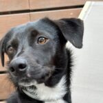 Silvia Abril Instagram - Va a hacer 6 meses que adoptamos a Balú, desde que llegó se ha convertido en una parte fundamental de nuestra familia. 👨‍👩‍👧🖤🐕 Él ya sabe lo que hay anotado en mi libreta, a vosotros aún os queda un poco para descubrir todo lo que se viene 🫣😍 Estad ATENTOS ! 👀