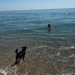 Silvia Abril Instagram – Queda inaugurado el primer baño del año 🌊 Balú está dudando si meterse 🐕🖤