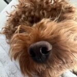 Simay Barlas Instagram – About this week 🐶🍰💫