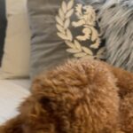 Simay Barlas Instagram – About this week 🐶🍰💫
