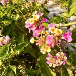 Simge Selçuk Instagram - 🌸🌺🌼