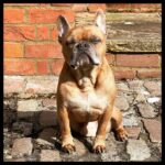 Simon Pegg Instagram - We said farewell to this magnificent Frenchie today. @katharynmann’s beloved Bertie. He was a regular visitor to Pegg Towers and a great friend to Myrtle, Cookie and especially his best girlfriend in the world, Willow. We will miss you stinky bulldog. ❤️❤️❤️