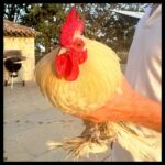 Simon Pegg Instagram - You come across a lot of cocks on the internet but this guy is a sweetheart. 🐓