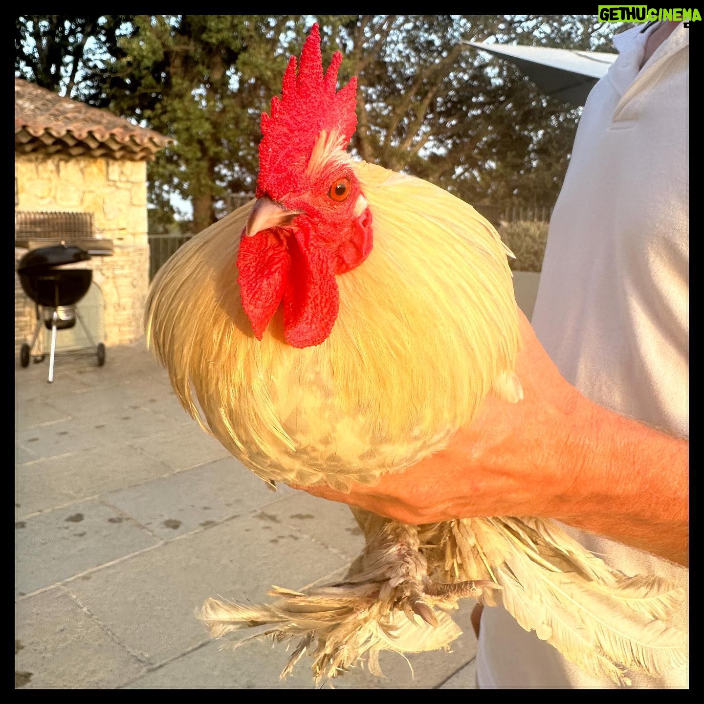 Simon Pegg Instagram - You come across a lot of cocks on the internet but this guy is a sweetheart. 🐓