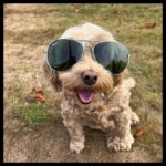 Simon Pegg Instagram - Cookie says, “be cool”. 😎