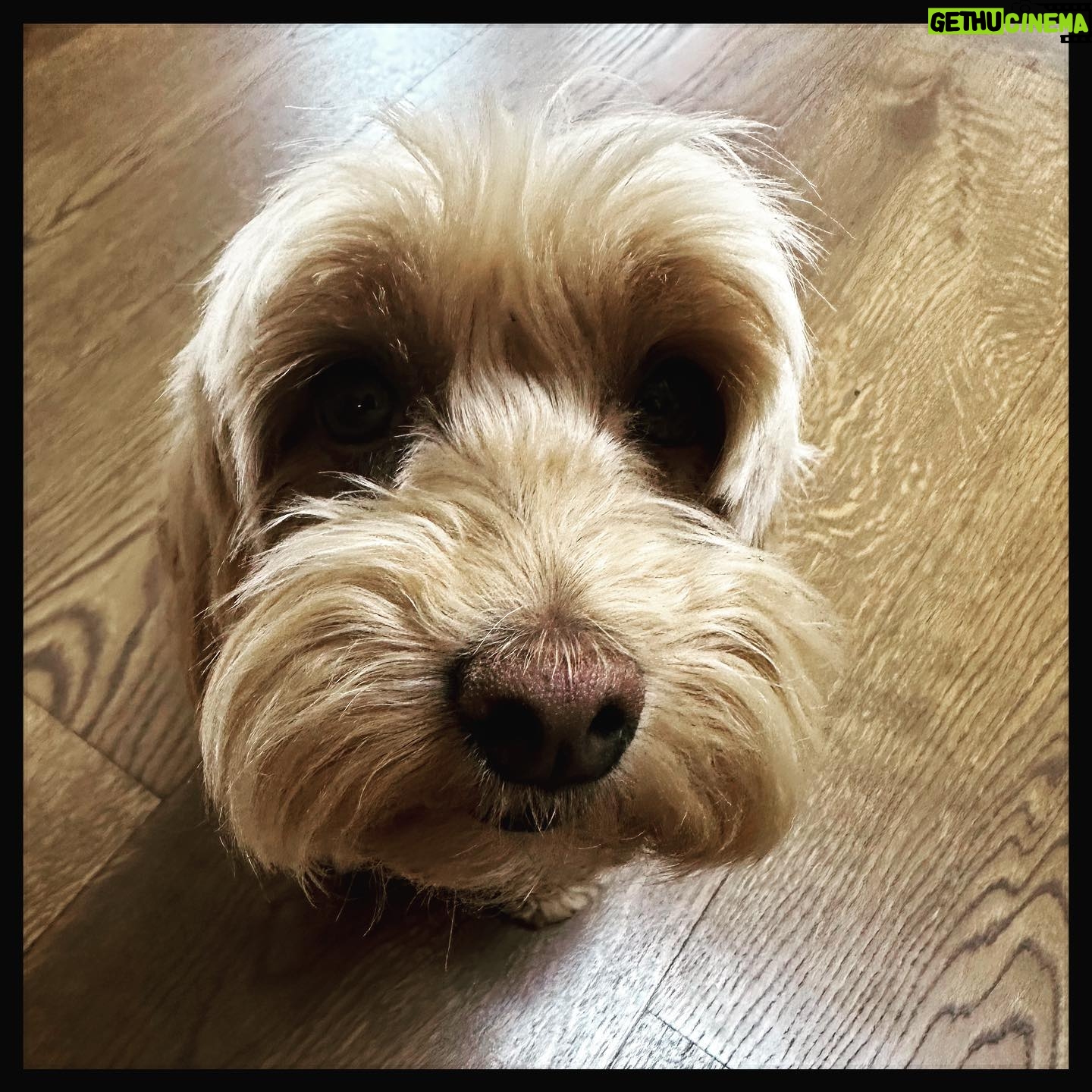 Simon Pegg - 31.9K Likes - Cookie is utterly distraught at the big tech companies for refusing to fairly compensate the very people that generate their enormous revenues. Speaking to her colleague, Willow earlier today, Cookie was heard to exclaim, “This is the inevitable consequence of late capitalist opportunism.” To which Willow replied, “Yeah, fuck those greedy fuckers.”
#sagaftra
#sagaftrastrong
#sagaftrastrike
#wgastrong
#wgastrike