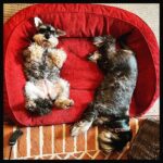 Simon Pegg Instagram - Didn’t think I’d be lighting the fire again before next winter. Don’t hear these two muhfuks complaining though. 🔥❤️#dogsofinstagram