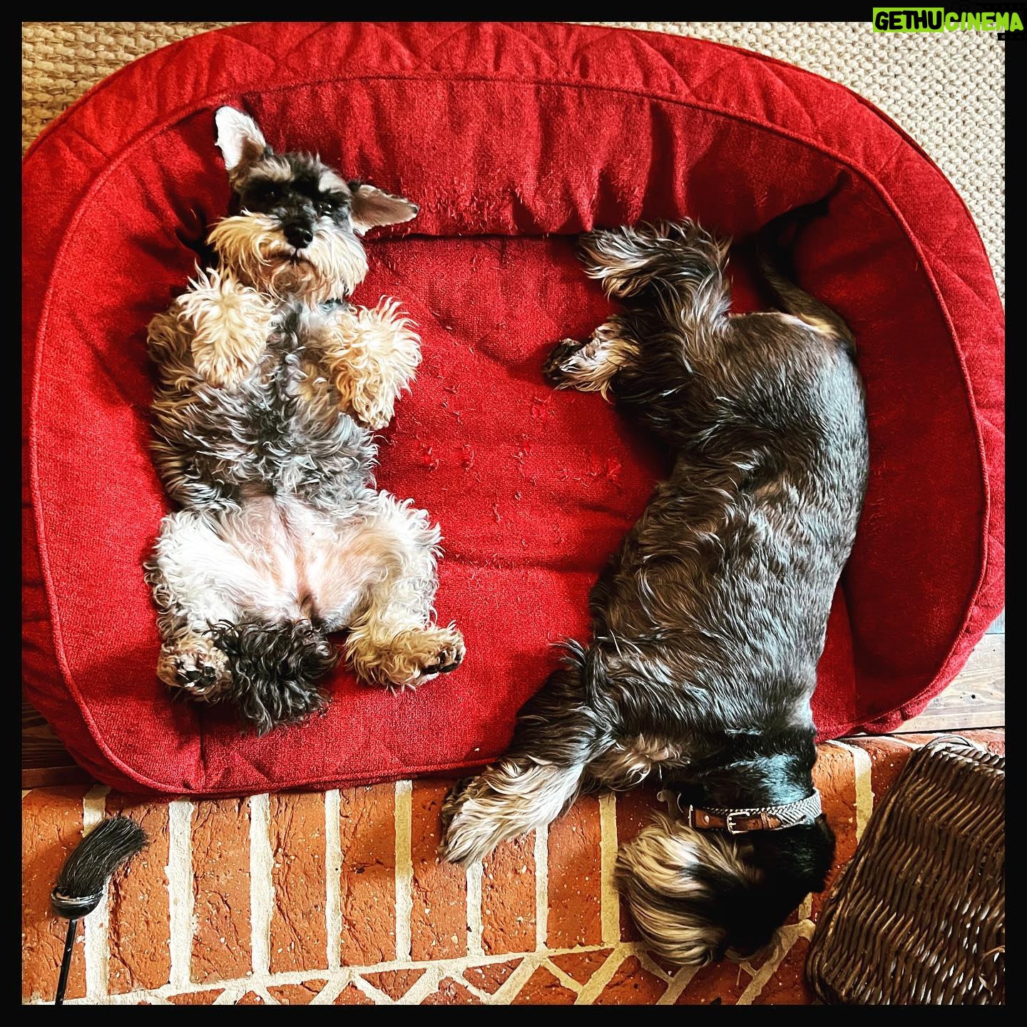 Simon Pegg Instagram - Didn’t think I’d be lighting the fire again before next winter. Don’t hear these two muhfuks complaining though. 🔥❤️#dogsofinstagram