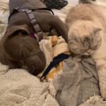 Sky Ferreira Instagram - Denver! VOTE YES ON 2J. I’ve lived with pit bulls my entire life. Since the day I was born. All of my dogs were different ages when they were rescued. Some were wildly abused & my dad used to rehabilitate them. Help get rid of the stigma against gentle 🦛🐮🐷 creatures & save lives. BSL is commonly referred to as the “pit bull ban” because it specifically prohibits the ownership of dogs that are thought to be “pit bulls” based on their appearance. The current law mandates that if a dog is declared to be at least 51% “pit bull” based on a visual assessment, it must either be forcibly removed from Denver or killed.💔 VOTE YES @replacedenverbsl Xoxo Lula & I @replacedenverbsl @standupforpitsfoundation @justintheroux @angelcitypits @ipittythebull @billieeilish @fionaappleig