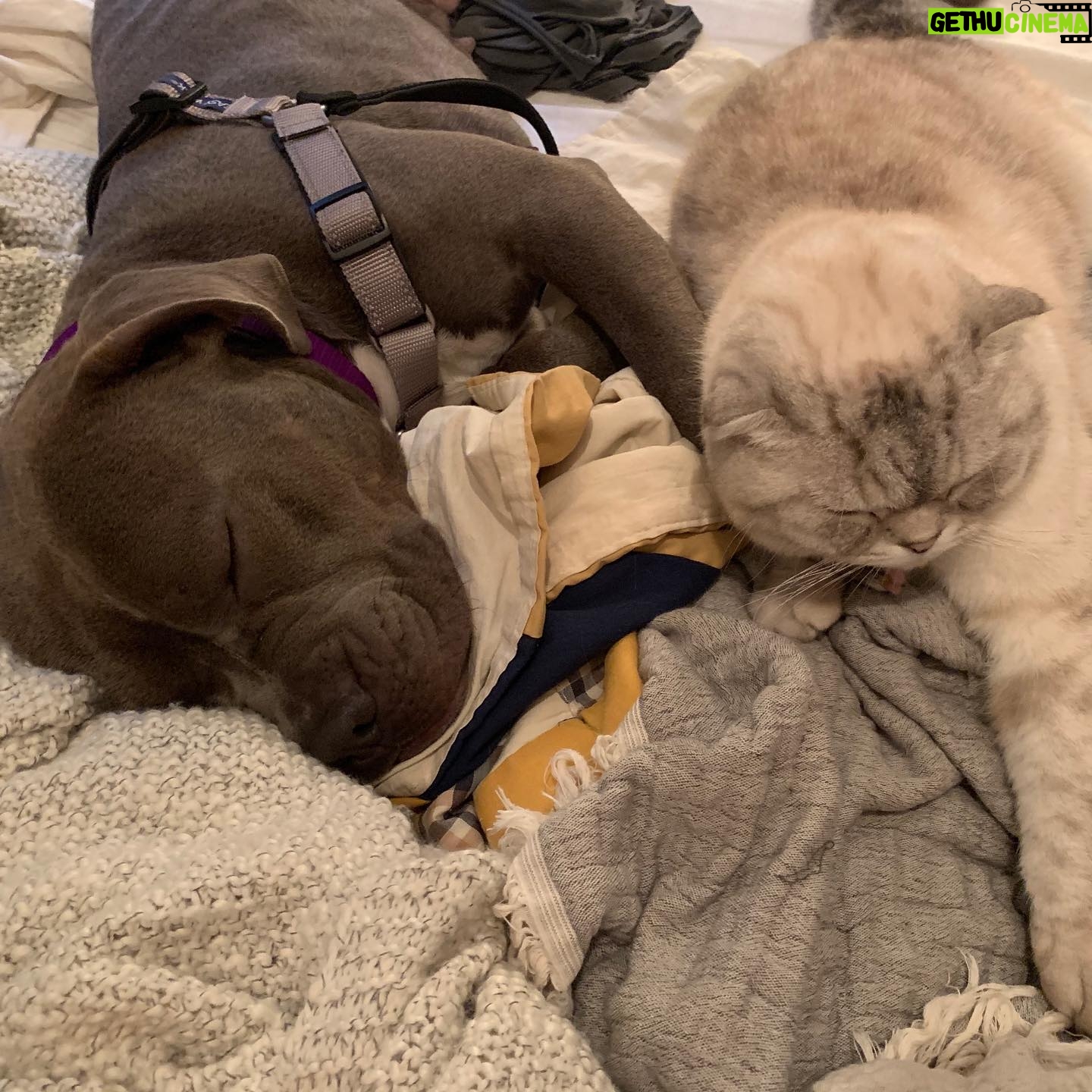 Sky Ferreira Instagram - Denver! VOTE YES ON 2J. I’ve lived with pit bulls my entire life. Since the day I was born. All of my dogs were different ages when they were rescued. Some were wildly abused & my dad used to rehabilitate them. Help get rid of the stigma against gentle 🦛🐮🐷 creatures & save lives. BSL is commonly referred to as the “pit bull ban” because it specifically prohibits the ownership of dogs that are thought to be “pit bulls” based on their appearance. The current law mandates that if a dog is declared to be at least 51% “pit bull” based on a visual assessment, it must either be forcibly removed from Denver or killed.💔 VOTE YES @replacedenverbsl Xoxo Lula & I @replacedenverbsl @standupforpitsfoundation @justintheroux @angelcitypits @ipittythebull @billieeilish @fionaappleig