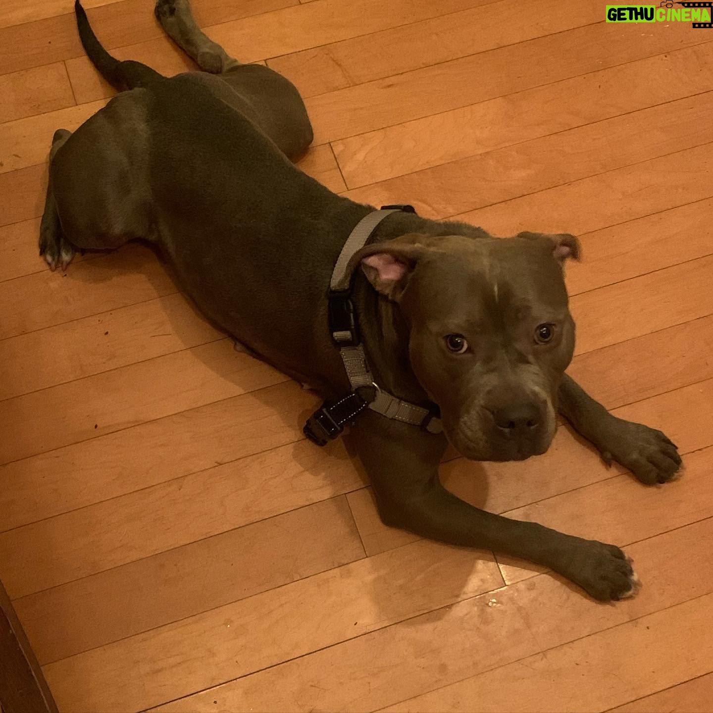 Sky Ferreira Instagram - Denver! VOTE YES ON 2J. I’ve lived with pit bulls my entire life. Since the day I was born. All of my dogs were different ages when they were rescued. Some were wildly abused & my dad used to rehabilitate them. Help get rid of the stigma against gentle 🦛🐮🐷 creatures & save lives. BSL is commonly referred to as the “pit bull ban” because it specifically prohibits the ownership of dogs that are thought to be “pit bulls” based on their appearance. The current law mandates that if a dog is declared to be at least 51% “pit bull” based on a visual assessment, it must either be forcibly removed from Denver or killed.💔 VOTE YES @replacedenverbsl Xoxo Lula & I @replacedenverbsl @standupforpitsfoundation @justintheroux @angelcitypits @ipittythebull @billieeilish @fionaappleig