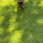 Sofía Suescun Instagram - Seguramente al ver la primera foto lo primero que se te viene a la cabeza es: ‘’qué monos!!!, ayy por favor!!! quiero ese perrito…. Blablabla’’ eso le pasó al perro que veis en la foto 6 y ayer acabó abandonado porque ya ‘no era tan mono’ como de bebé y ya molestaba en casa. Igual pasa con uno de los hermanos pastores alemanes que veis, ha nacido hermafrodita y no se puede vender como el propietario contaba por tanto lo termina abandonando. Esta es la representación de millones de historias en las que cada día cientos de perros son abandonados en nuestro país… Ellos han llegado al mundo para darte un amor incondicional y eterno donde no entra en sus planes abandonarte. Vamos a aprender un poco de estos seres de luz por favor. Antes de adoptar, piensa y cuando lo hagas, descubrirás en tu corazón un rincón especial que te hará mejor persona. En el amor, por supuesto que también queda lugar para segundas oportunidades. Dársela a Greco por favor, ayer fue abandonado pero no sabe que en realidad es lo mejor que le ha pasado porque estoy segura de que no merecía a esa familia. *En la foto 7 y vídeo 8 podéis ver la muñequita con la que le abandonaron para que no se sintiera tan ‘solo’. No queremos nada vuestro gracias 👍 VIDA NUEVA PARA GRECO✨ Ah! Y por supuesto muchísimas gracias a Silvia @happydog_rescates y su labor como rescatista, por personas como tú miles de perros pasan a mejor vida. Si queréis adoptar, ella os explciará el protocolo. Mil gracias y feliz Domingo❤️✨🐶🐾