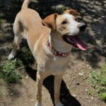 Sofía Suescun Instagram – Seguramente al ver la primera foto lo primero que se te viene a la cabeza es: ‘’qué monos!!!, ayy por favor!!! quiero ese perrito…. Blablabla’’ eso le pasó al perro que veis en la foto 6 y ayer acabó abandonado porque ya ‘no era tan mono’ como de bebé y ya molestaba en casa.
Igual pasa con uno de los hermanos pastores alemanes que veis, ha nacido hermafrodita y no se puede vender como el propietario contaba por tanto lo termina abandonando. 
Esta es la representación de millones de historias en las que cada día cientos de perros son abandonados en nuestro país… 
Ellos han llegado al mundo para darte un amor incondicional y eterno donde no entra en sus planes abandonarte. 
Vamos a aprender un poco de estos seres de luz por favor. Antes de adoptar, piensa y cuando lo hagas, descubrirás en tu corazón un rincón especial que te hará mejor persona.
En el amor, por supuesto que también queda lugar para segundas oportunidades. Dársela a Greco por favor, ayer fue abandonado pero no sabe que en realidad es lo mejor que le ha pasado porque estoy segura de que no merecía a esa familia.
*En la foto 7 y vídeo 8 podéis ver la muñequita con la que le abandonaron para que no se sintiera tan ‘solo’. No queremos nada vuestro gracias 👍 VIDA NUEVA PARA GRECO✨
Ah! Y por supuesto muchísimas gracias a Silvia @happydog_rescates y su labor como rescatista, por personas como tú miles de perros pasan a mejor vida.
Si queréis adoptar, ella os explciará el protocolo.
Mil gracias y feliz Domingo❤️✨🐶🐾