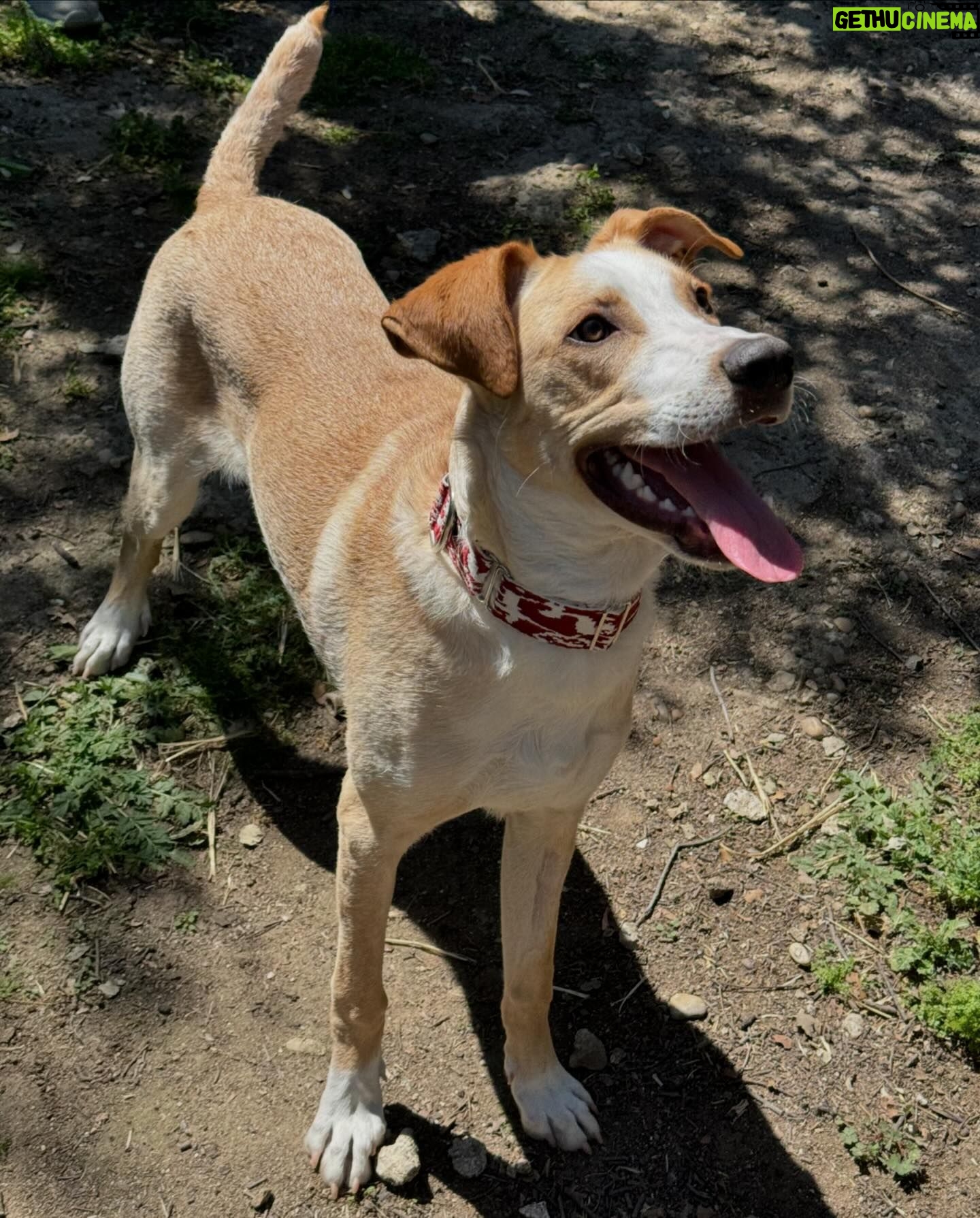 Sofía Suescun - 34.3K Likes - Seguramente al ver la primera foto lo primero que se te viene a la cabeza es: ‘’qué monos!!!, ayy por favor!!! quiero ese perrito…. Blablabla’’ eso le pasó al perro que veis en la foto 6 y ayer acabó abandonado porque ya ‘no era tan mono’ como de bebé y ya molestaba en casa.
Igual pasa con uno de los hermanos pastores alemanes que veis, ha nacido hermafrodita y no se puede vender como el propietario contaba por tanto lo termina abandonando.
Esta es la representación de millones de historias en las que cada día cientos de perros son abandonados en nuestro país…
Ellos han llegado al mundo para darte un amor incondicional y eterno donde no entra en sus planes abandonarte.
Vamos a aprender un poco de estos seres de luz por favor. Antes de adoptar, piensa y cuando lo hagas, descubrirás en tu corazón un rincón especial que te hará mejor persona.
En el amor, por supuesto que también queda lugar para segundas oportunidades. Dársela a Greco por favor, ayer fue abandonado pero no sabe que en realidad es lo mejor que le ha pasado porque estoy segura de que no merecía a esa familia.
*En la foto 7 y vídeo 8 podéis ver la muñequita con la que le abandonaron para que no se sintiera tan ‘solo’. No queremos nada vuestro gracias 👍 VIDA NUEVA PARA GRECO✨
Ah! Y por supuesto muchísimas gracias a Silvia @happydog_rescates y su labor como rescatista, por personas como tú miles de perros pasan a mejor vida.
Si queréis adoptar, ella os explciará el protocolo.
Mil gracias y feliz Domingo❤️✨🐶🐾