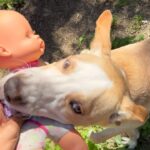 Sofía Suescun Instagram - Seguramente al ver la primera foto lo primero que se te viene a la cabeza es: ‘’qué monos!!!, ayy por favor!!! quiero ese perrito…. Blablabla’’ eso le pasó al perro que veis en la foto 6 y ayer acabó abandonado porque ya ‘no era tan mono’ como de bebé y ya molestaba en casa. Igual pasa con uno de los hermanos pastores alemanes que veis, ha nacido hermafrodita y no se puede vender como el propietario contaba por tanto lo termina abandonando. Esta es la representación de millones de historias en las que cada día cientos de perros son abandonados en nuestro país… Ellos han llegado al mundo para darte un amor incondicional y eterno donde no entra en sus planes abandonarte. Vamos a aprender un poco de estos seres de luz por favor. Antes de adoptar, piensa y cuando lo hagas, descubrirás en tu corazón un rincón especial que te hará mejor persona. En el amor, por supuesto que también queda lugar para segundas oportunidades. Dársela a Greco por favor, ayer fue abandonado pero no sabe que en realidad es lo mejor que le ha pasado porque estoy segura de que no merecía a esa familia. *En la foto 7 y vídeo 8 podéis ver la muñequita con la que le abandonaron para que no se sintiera tan ‘solo’. No queremos nada vuestro gracias 👍 VIDA NUEVA PARA GRECO✨ Ah! Y por supuesto muchísimas gracias a Silvia @happydog_rescates y su labor como rescatista, por personas como tú miles de perros pasan a mejor vida. Si queréis adoptar, ella os explciará el protocolo. Mil gracias y feliz Domingo❤️✨🐶🐾