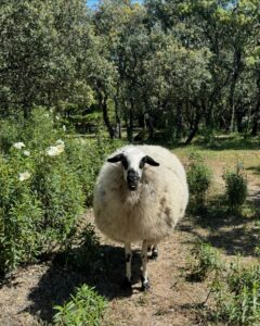 Sofía Suescun Instagram - Seguramente al ver la primera foto lo primero que se te viene a la cabeza es: ‘’qué monos!!!, ayy por favor!!! quiero ese perrito…. Blablabla’’ eso le pasó al perro que veis en la foto 6 y ayer acabó abandonado porque ya ‘no era tan mono’ como de bebé y ya molestaba en casa. Igual pasa con uno de los hermanos pastores alemanes que veis, ha nacido hermafrodita y no se puede vender como el propietario contaba por tanto lo termina abandonando. Esta es la representación de millones de historias en las que cada día cientos de perros son abandonados en nuestro país… Ellos han llegado al mundo para darte un amor incondicional y eterno donde no entra en sus planes abandonarte. Vamos a aprender un poco de estos seres de luz por favor. Antes de adoptar, piensa y cuando lo hagas, descubrirás en tu corazón un rincón especial que te hará mejor persona. En el amor, por supuesto que también queda lugar para segundas oportunidades. Dársela a Greco por favor, ayer fue abandonado pero no sabe que en realidad es lo mejor que le ha pasado porque estoy segura de que no merecía a esa familia. *En la foto 7 y vídeo 8 podéis ver la muñequita con la que le abandonaron para que no se sintiera tan ‘solo’. No queremos nada vuestro gracias 👍 VIDA NUEVA PARA GRECO✨ Ah! Y por supuesto muchísimas gracias a Silvia @happydog_rescates y su labor como rescatista, por personas como tú miles de perros pasan a mejor vida. Si queréis adoptar, ella os explciará el protocolo. Mil gracias y feliz Domingo❤️✨🐶🐾