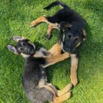 Sofía Suescun Instagram – Seguramente al ver la primera foto lo primero que se te viene a la cabeza es: ‘’qué monos!!!, ayy por favor!!! quiero ese perrito…. Blablabla’’ eso le pasó al perro que veis en la foto 6 y ayer acabó abandonado porque ya ‘no era tan mono’ como de bebé y ya molestaba en casa.
Igual pasa con uno de los hermanos pastores alemanes que veis, ha nacido hermafrodita y no se puede vender como el propietario contaba por tanto lo termina abandonando. 
Esta es la representación de millones de historias en las que cada día cientos de perros son abandonados en nuestro país… 
Ellos han llegado al mundo para darte un amor incondicional y eterno donde no entra en sus planes abandonarte. 
Vamos a aprender un poco de estos seres de luz por favor. Antes de adoptar, piensa y cuando lo hagas, descubrirás en tu corazón un rincón especial que te hará mejor persona.
En el amor, por supuesto que también queda lugar para segundas oportunidades. Dársela a Greco por favor, ayer fue abandonado pero no sabe que en realidad es lo mejor que le ha pasado porque estoy segura de que no merecía a esa familia.
*En la foto 7 y vídeo 8 podéis ver la muñequita con la que le abandonaron para que no se sintiera tan ‘solo’. No queremos nada vuestro gracias 👍 VIDA NUEVA PARA GRECO✨
Ah! Y por supuesto muchísimas gracias a Silvia @happydog_rescates y su labor como rescatista, por personas como tú miles de perros pasan a mejor vida.
Si queréis adoptar, ella os explciará el protocolo.
Mil gracias y feliz Domingo❤️✨🐶🐾