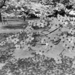 Sofia Coppola Instagram – Tokyo, Japan, 1981 
by Lee Friedlander, one of my favorite photographers.