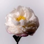 Sofia Coppola Instagram -
