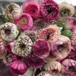 Sofia Coppola Instagram - A pop of beauty from Ariel Dearie, whose work I love and know about from Marc Jacobs. @arieldearieflowers @themarcjacobs