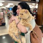 Solange Gomes Instagram – Domingo de passeio no shopping com o meu neto de pelo Eros. A vovó ama. #cats #gato #gatopersa ♥️🫶🏼🐱