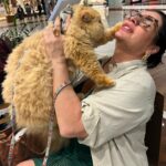 Solange Gomes Instagram – Domingo de passeio no shopping com o meu neto de pelo Eros. A vovó ama. #cats #gato #gatopersa ♥️🫶🏼🐱