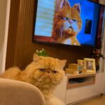 Solange Gomes Instagram – Um astro dos cinemas ao vivo aqui em casa. Autógrafos com a patinha? 🐱🐾 #garfield #NossoEros #persa #cat #gatos #gateira
