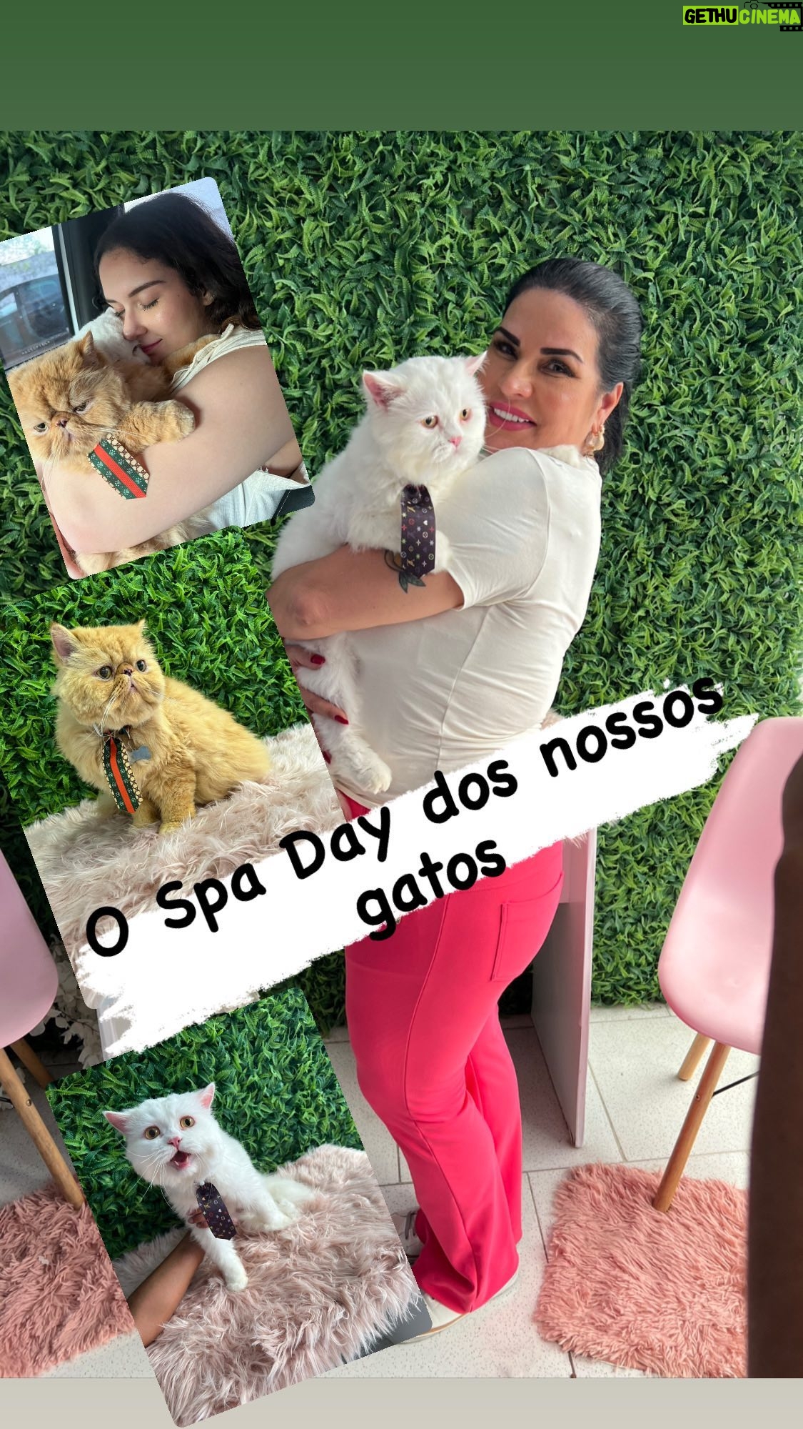 Solange Gomes Instagram - Vem conhecer comigo mais um espaço feito especialmente para o seu pet @petcenterrj #pet #dogs #cats #cães #gatos 🐈🐶🐕🐩