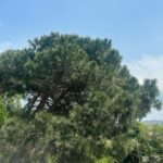 Songül Öden Instagram – Havadan sudan sevinçler 🌳☀️