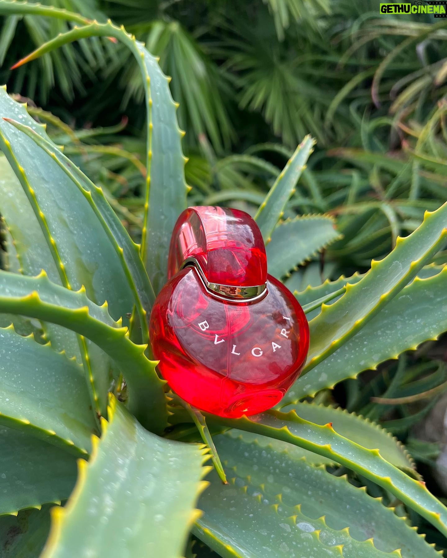 Sonia Ammar Instagram - My favorite @bulgari Omnia Coral scent in a stunning new design. With its signature sunny essence, it's a staple in my collection this season 🧡 #BulgariOmnia #Coral #ad