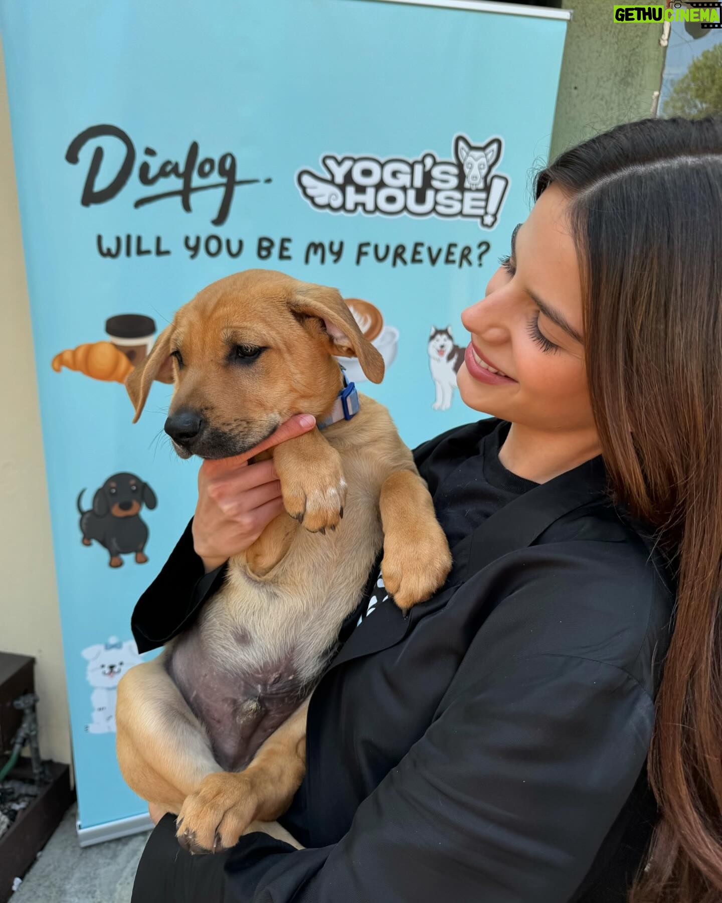 Sonia Ammar Instagram - Go volunteer at your local shelter or rescue! It will be the most rewarding experience of your life, I promise! People don’t realize how bad the shelter crisis (esp in California) 😢 So grateful to @westlasheltervolunteers volunteers for the incredible work they do & @itsyogishouse for rescuing so many dogs from the euthanasia list in overcrowded shelters 🐶🩵🪽 slide 2 - Oden is available to adopt at West LA shelter slide 4 - Sparky is available at West LA shelter slide 6 - Athena is available to adopt at West LA shelter slide 7 - Max is available to adopt at @itsyogishouse