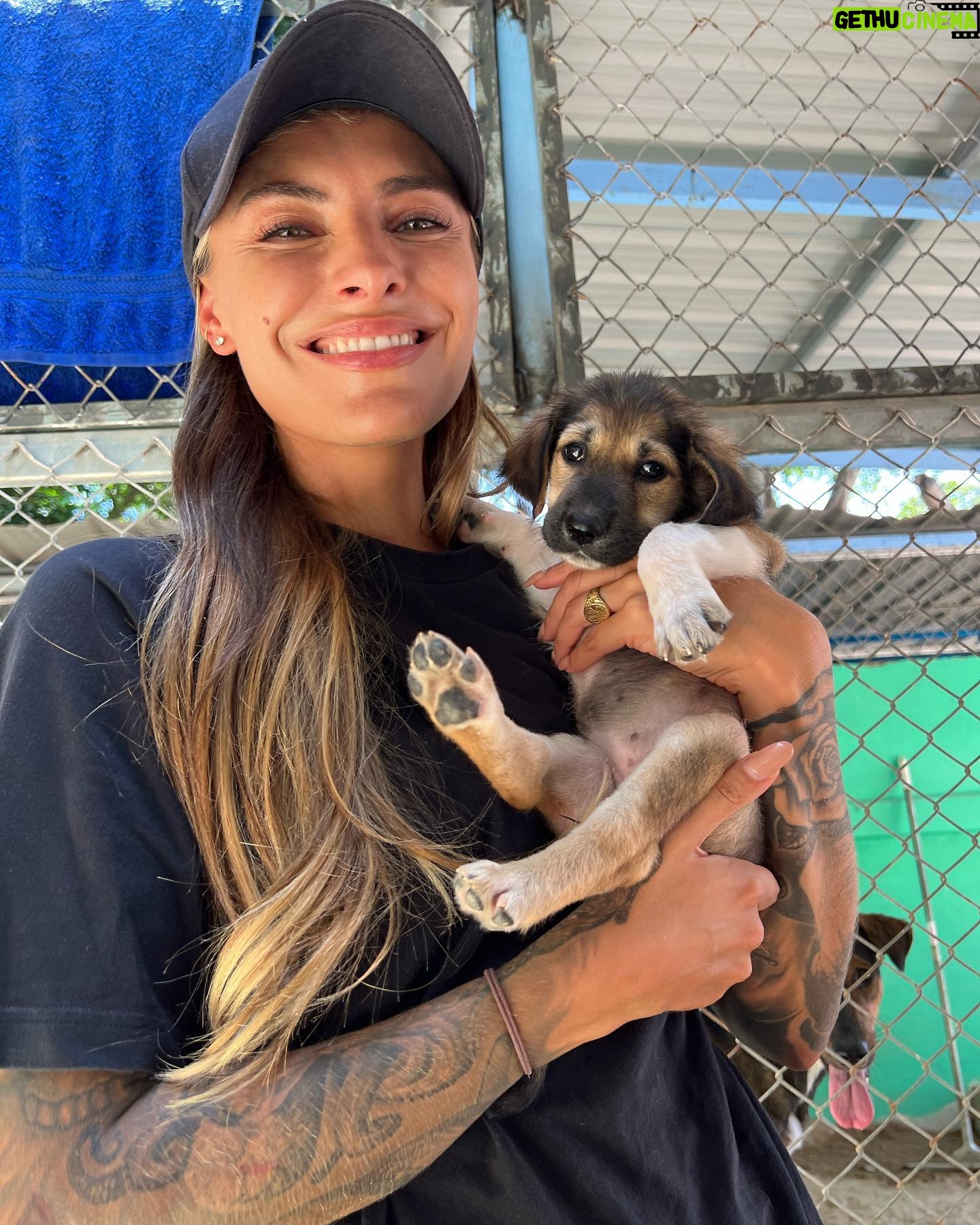 Sophia Thomalla - 86K Likes - Während ich mich in den letzten Tagen mit Lügnern und schlechten Menschen befassen musste, befasse ich mich heute mal mit den Guten. Ich besuchte auf Einladung das Tierheim @dog_and_cat_rescue_samui ❤️ über 300 Hunde und 100 Katzen werden jeden Tag dort betreut. Es gibt täglich ärztliche Behandlungen, Strandspaziergänge, Versorgung und ganz viel Liebe! Was für tolle Leute! ❤️ Hab eine Spende dagelassen, Futter mitgebracht und eine Patenschaft übernommen. Timo (vorletztes Bild) ist mein neues Patenkind 🐶. Besucht und spendet gerne wenn ihr mal hier sein solltet! Die Tiere würden sich freuen