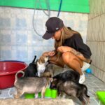 Sophia Thomalla Instagram - Während ich mich in den letzten Tagen mit Lügnern und schlechten Menschen befassen musste, befasse ich mich heute mal mit den Guten. Ich besuchte auf Einladung das Tierheim @dog_and_cat_rescue_samui ❤️ über 300 Hunde und 100 Katzen werden jeden Tag dort betreut. Es gibt täglich ärztliche Behandlungen, Strandspaziergänge, Versorgung und ganz viel Liebe! Was für tolle Leute! ❤️ Hab eine Spende dagelassen, Futter mitgebracht und eine Patenschaft übernommen. Timo (vorletztes Bild) ist mein neues Patenkind 🐶. Besucht und spendet gerne wenn ihr mal hier sein solltet! Die Tiere würden sich freuen