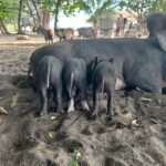 Sophia Thomalla Instagram - Making new friends 🥰🐶🐷🐔