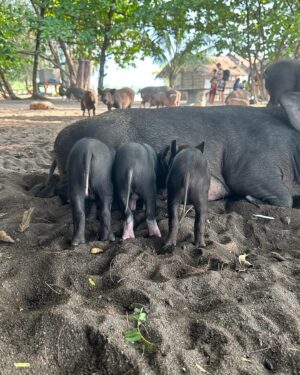 Sophia Thomalla Instagram - Making new friends 🥰🐶🐷🐔