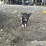Sophia Thomalla Instagram - Making new friends 🥰🐶🐷🐔