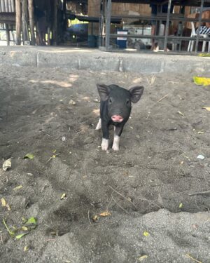 Sophia Thomalla Instagram - Making new friends 🥰🐶🐷🐔