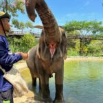 Sophia Thomalla Instagram - Eine Sanctuary für traumatisierte, isolierte und kranke Elefanten aus Koh Samui, die auch gehauen wurden 🥺💔 We are besties now 🥹🐘