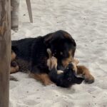 Sophia Thomalla Instagram - Making new friends 🥰🐶🐷🐔