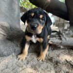 Sophia Thomalla Instagram - Making new friends 🥰🐶🐷🐔