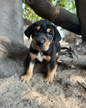 Sophia Thomalla Instagram - Making new friends 🥰🐶🐷🐔