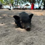 Sophia Thomalla Instagram - Making new friends 🥰🐶🐷🐔