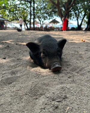 Sophia Thomalla Instagram - Making new friends 🥰🐶🐷🐔
