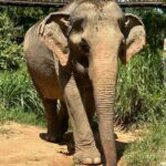 Sophia Thomalla Instagram - Eine Sanctuary für traumatisierte, isolierte und kranke Elefanten aus Koh Samui, die auch gehauen wurden 🥺💔 We are besties now 🥹🐘