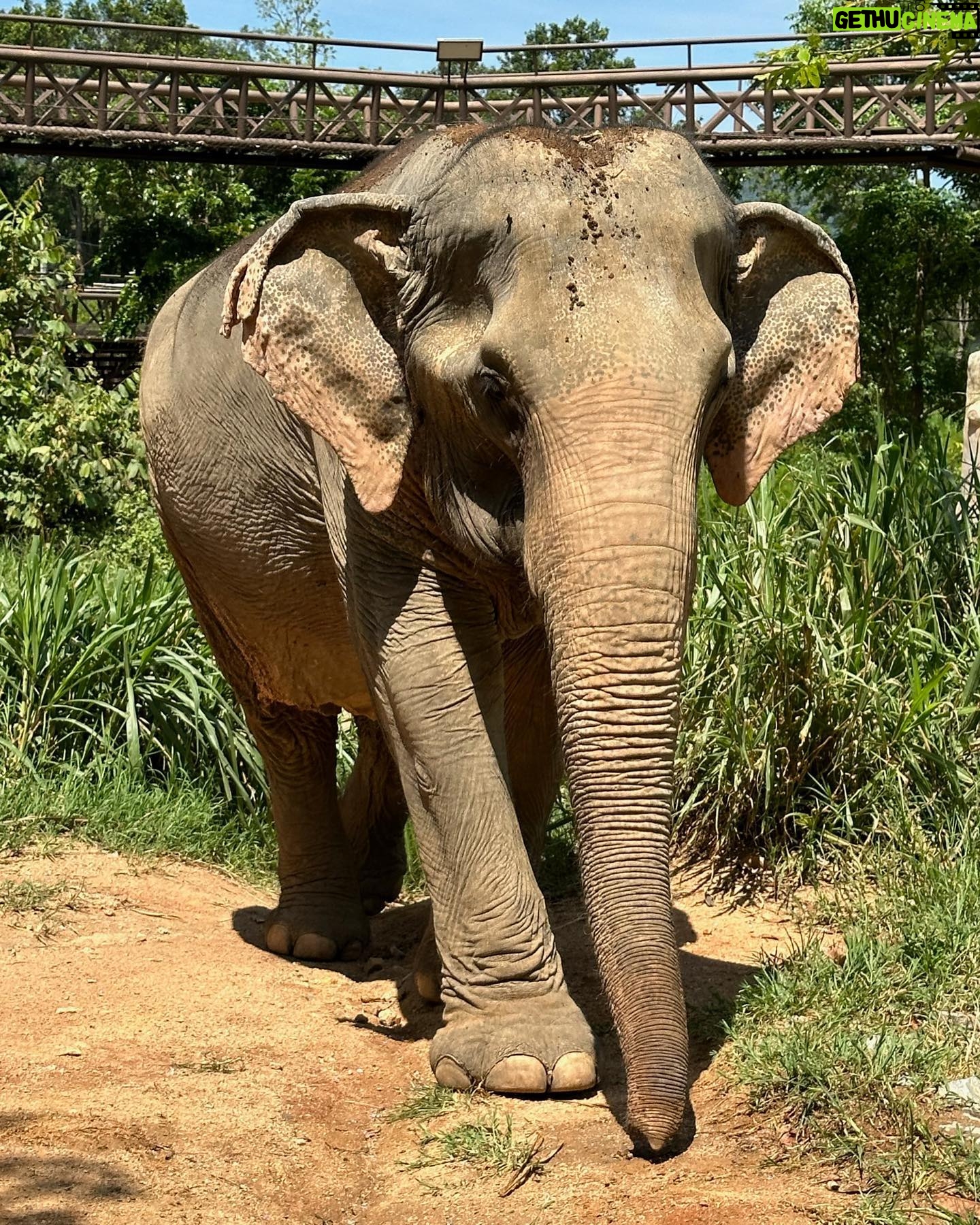 Sophia Thomalla Instagram - Eine Sanctuary für traumatisierte, isolierte und kranke Elefanten aus Koh Samui, die auch gehauen wurden 🥺💔 We are besties now 🥹🐘