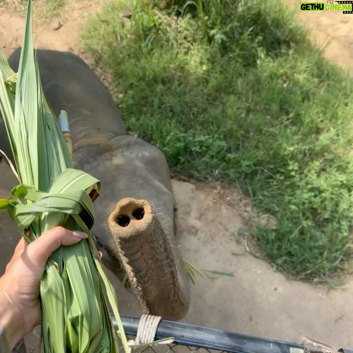 Sophia Thomalla Instagram - Eine Sanctuary für traumatisierte, isolierte und kranke Elefanten aus Koh Samui, die auch gehauen wurden 🥺💔 We are besties now 🥹🐘